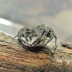 Stephanopis altifrons