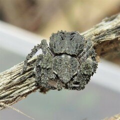 Stephanopis altifrons