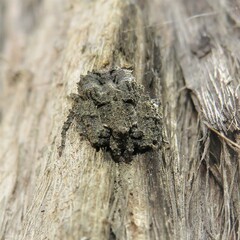 Stephanopis altifrons