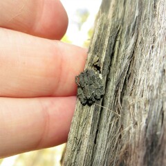 Stephanopis altifrons