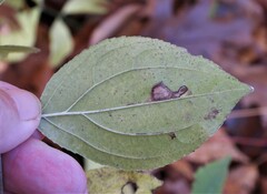 Stigmella rhamnicola