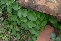 Arisarum simorrhinum