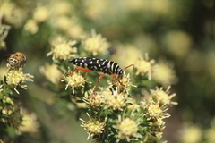 Placosternus erythropus