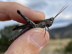 Acantherus piperatus