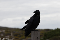Corvus coronoides
