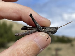 Acantherus piperatus
