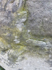Flavoplaca