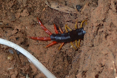 Scolopendra