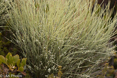 Choretrum glomeratum