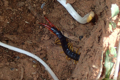 Scolopendra