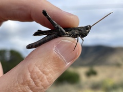 Acantherus piperatus