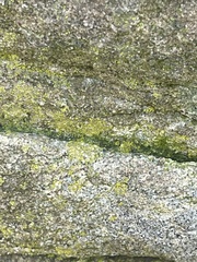 Flavoplaca