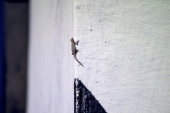 Lygodactylus chobiensis