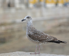 Larus fuscus