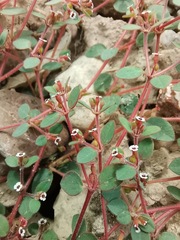Euphorbia arizonica