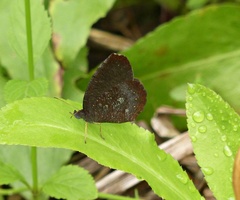 Godartiana muscosa
