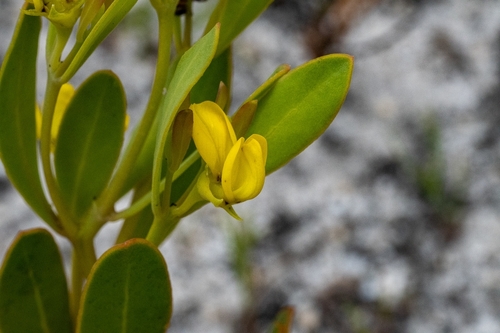 Image of Rafnia capensis by (c) magriet b, some rights reserved (CC BY-SA)