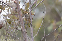 Pachycephala fuliginosa