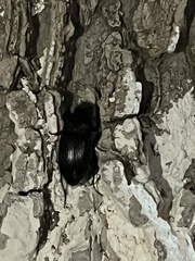 Harpalus caliginosus