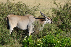 Tragelaphus oryx pattersonianus