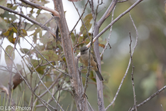 Pachycephala fuliginosa