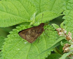 Psoralis stacara