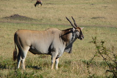 Tragelaphus oryx pattersonianus