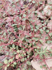 Euphorbia arizonica