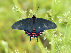 Parides bunichus