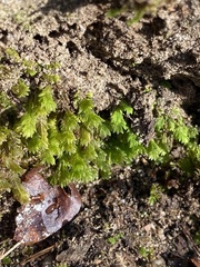 Fissidens