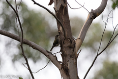 Melithreptus brevirostris