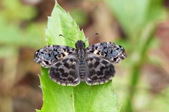 Gorgythion begga begga