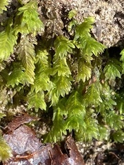 Fissidens
