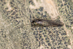 Mesopsocus