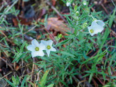 Arenaria montana