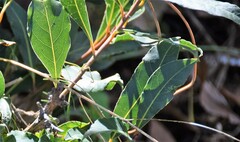 Laurus nobilis
