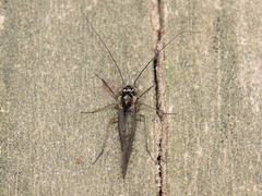 Mesopsocus