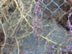 Amaranthus fimbriatus