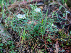 Arenaria montana