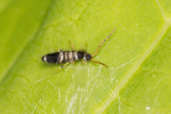 Entomobrya superba
