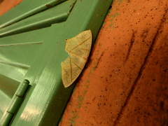 Brachurapteryx breviaria