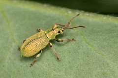 Phyllobius argentatus
