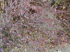 Amaranthus fimbriatus