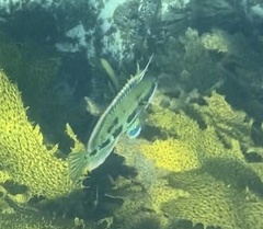 Heteroscarus acroptilus