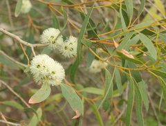Eucalyptus diversifolia