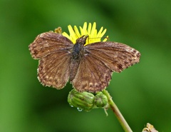 Anisochoria sublimbata