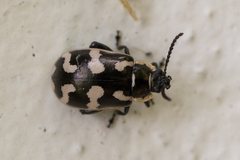 Kuschelina mathematica