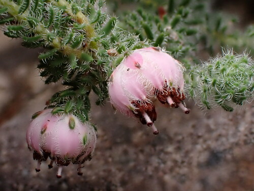 Image of Mouse Heath (Erica involucrata) by (c) Ren Hoekstra, some rights reserved (CC BY)