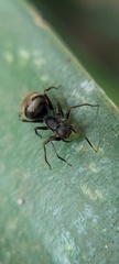 Corinnidae