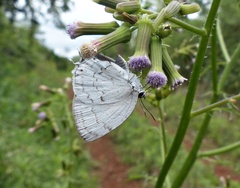 Ostrinotes sophocles